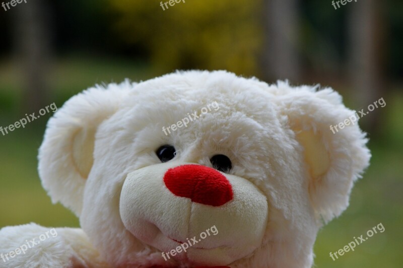 Bear Bears Teddy Plush Cute