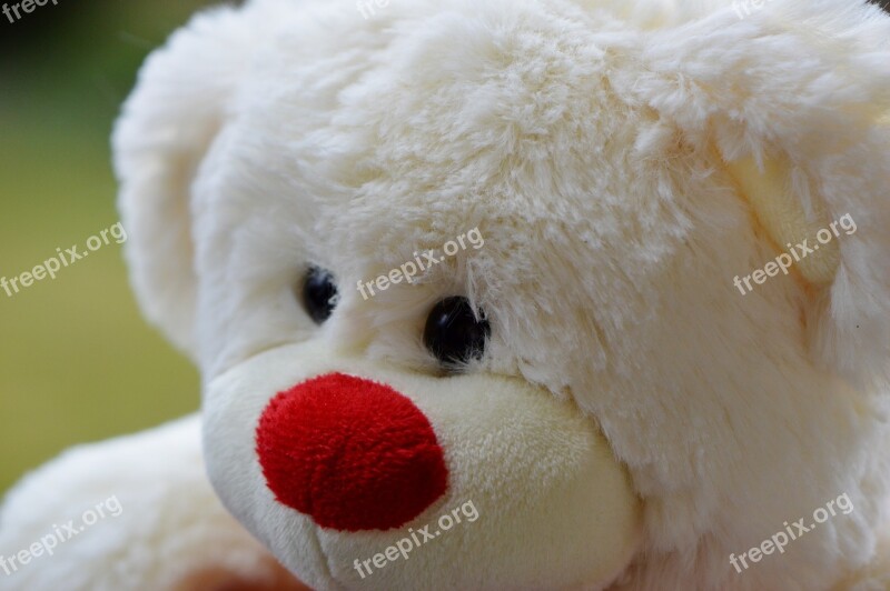 Bear Bears Teddy Plush Cute