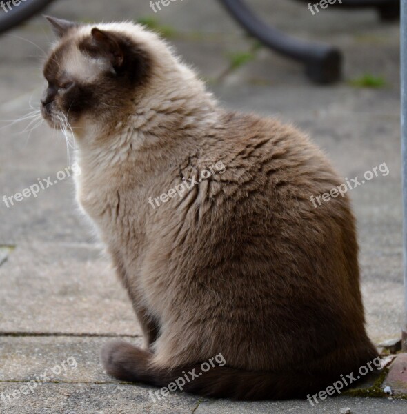 Cat Mieze British Shorthair Thoroughbred Dear