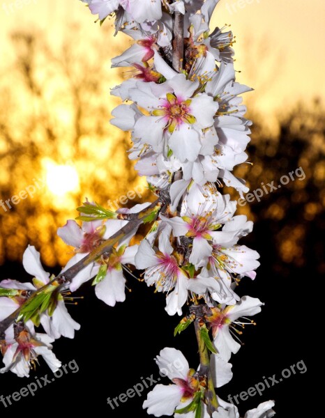 Spring Flowers Almond White Free Photos