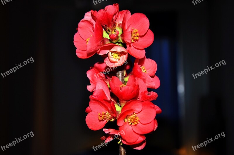 Japanese Quince Spring Red Free Photos