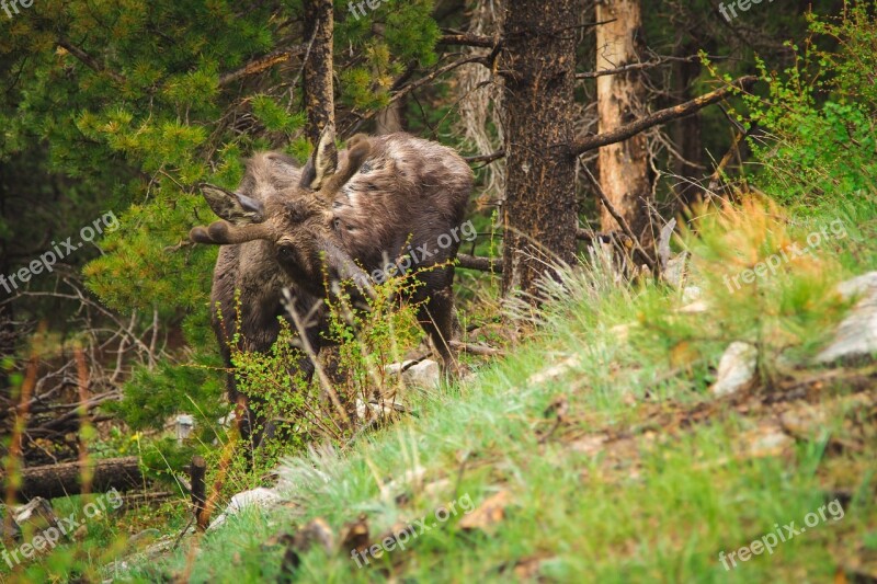 Moose Calf Young Animal Wildlife