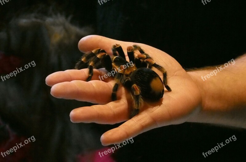 Spider Tarantula Arachnophobia Overcoming Fear Free Photos