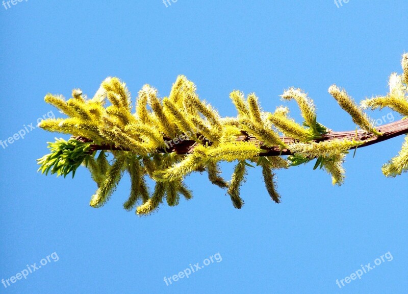 Flowering Branch Of Barka Spring Clear Blue Sky Free Photos