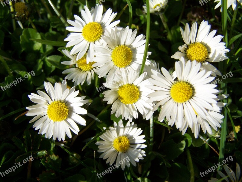 Daisy White Flower Free Photos