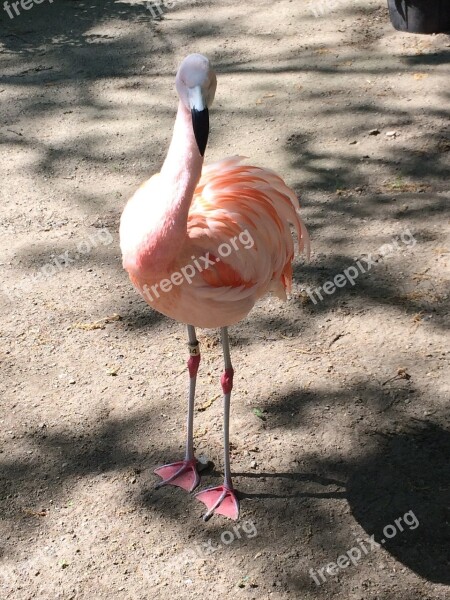 Flamingo Bird Zoo Free Photos