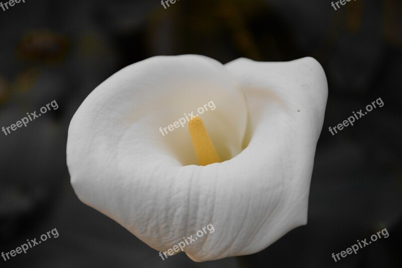 Cala Flower Contrast White Nature