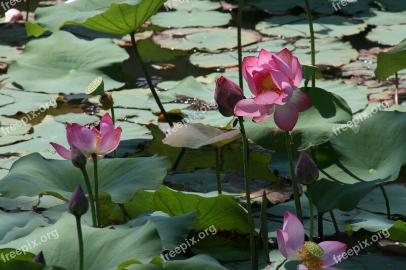 Viet Nam Lotus Flower Free Photos