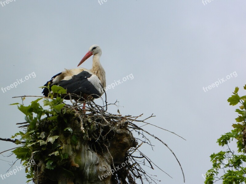 Stork Nest Storchennest Storks Birds