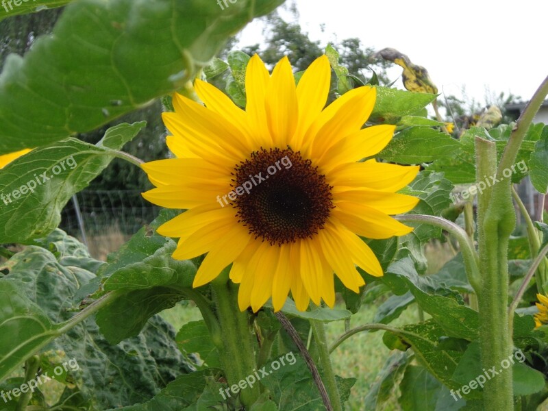 Sunflower Individually Plant Flowers Nature