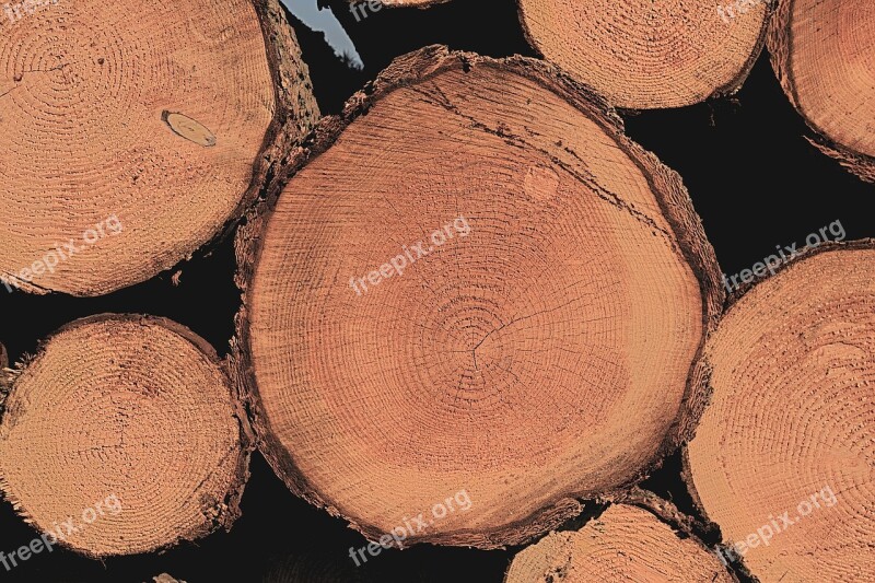 Wood Trunk Cup Sawn Tree