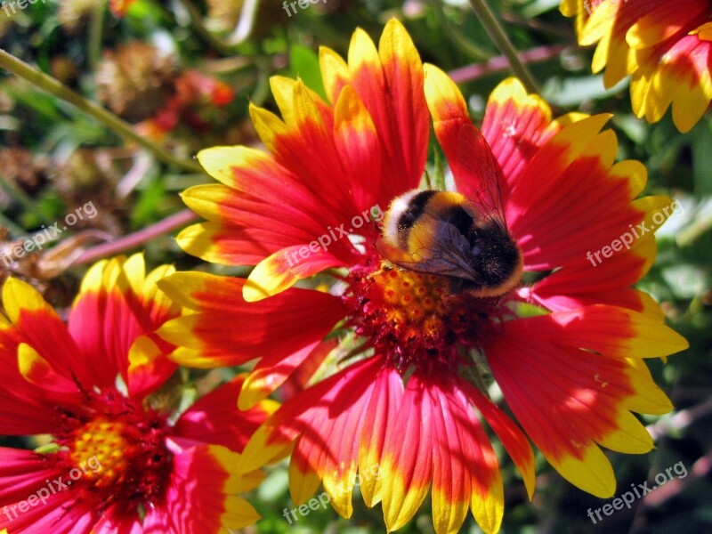 Rudbekia Insect Summer Free Photos