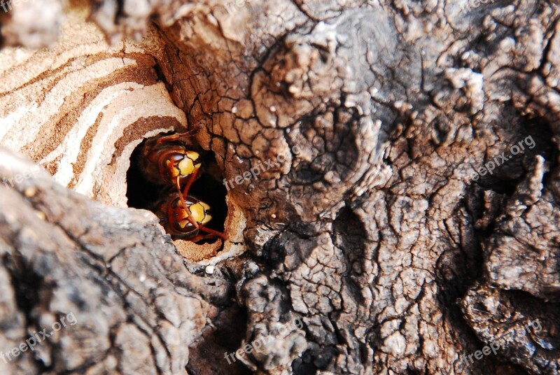 Tree Hole Hornet Wood Nature