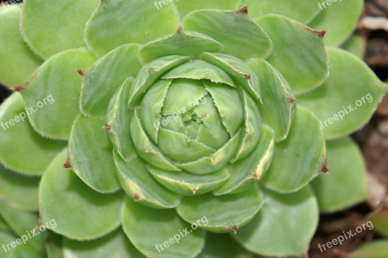 Green Plant Plant Close Up The Sapling Macro Free Photos