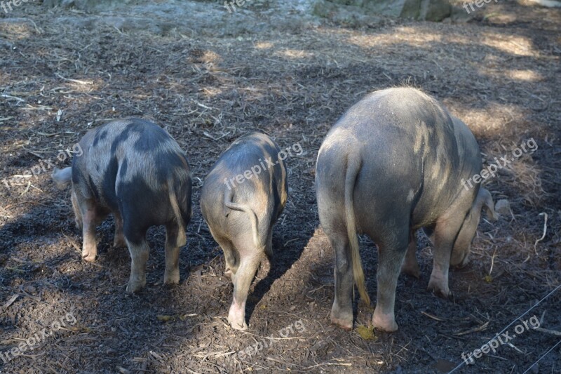 Pigs Animals Sow Farm Curly Tail