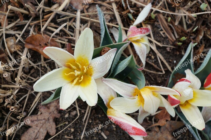 Tulip Flower Plant Blossom Bloom