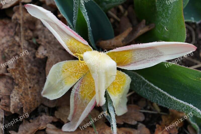 Tulip Plant Green Iced Leaves