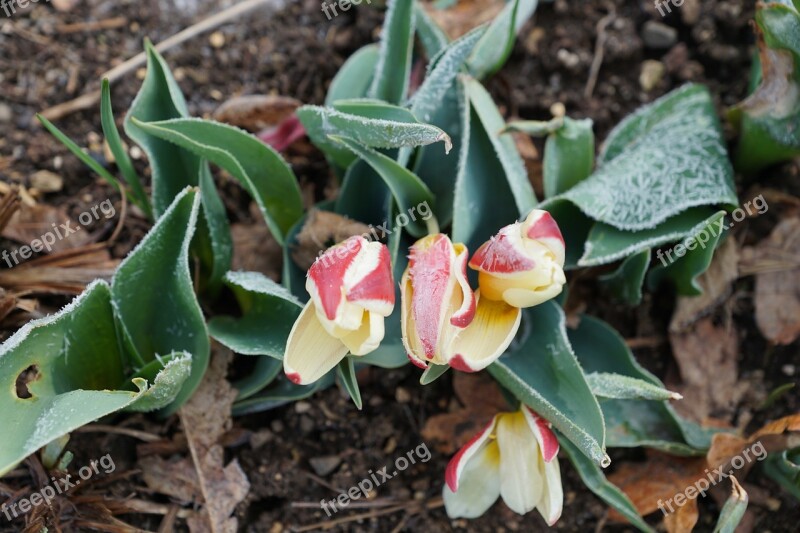 Tulip Plant Green Iced Leaves