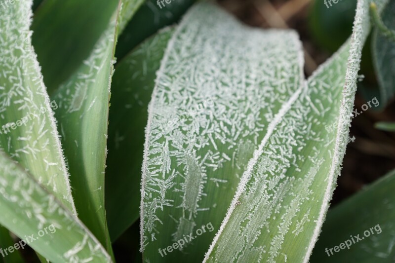 Grass Green Plant Iced Spring