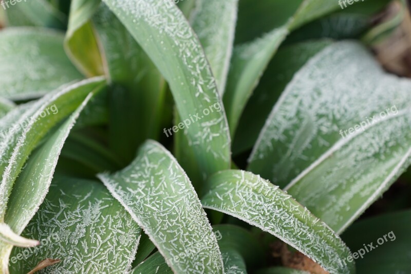 Grass Green Plant Iced Spring