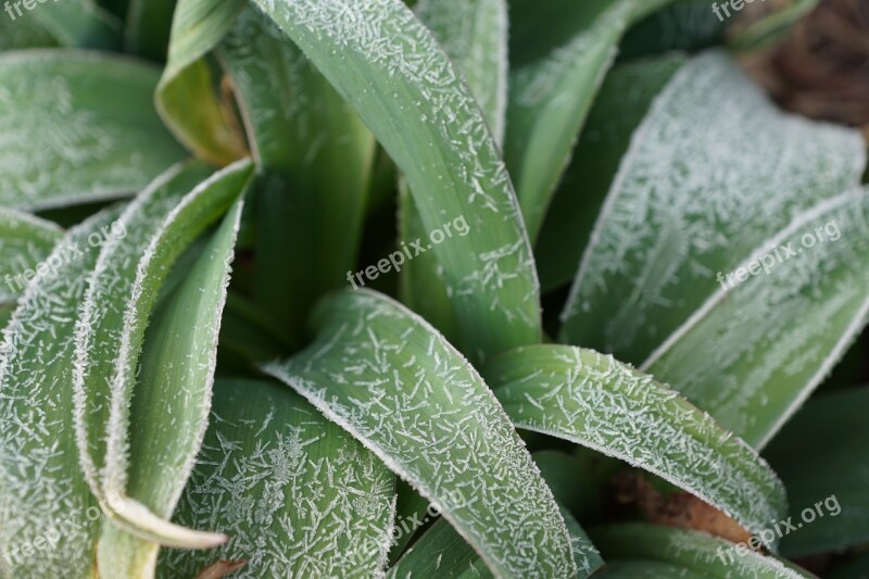 Grass Green Plant Iced Party