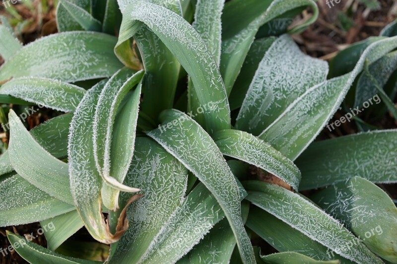 Grass Green Plant Iced Spring