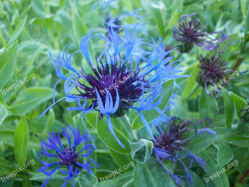 Flower Cornflower Blue Plant Floral