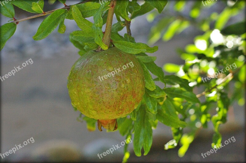 Fruit Pomegranate Food Fresh Organic