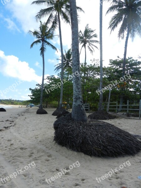 Beach Palms Roots Sea Nature