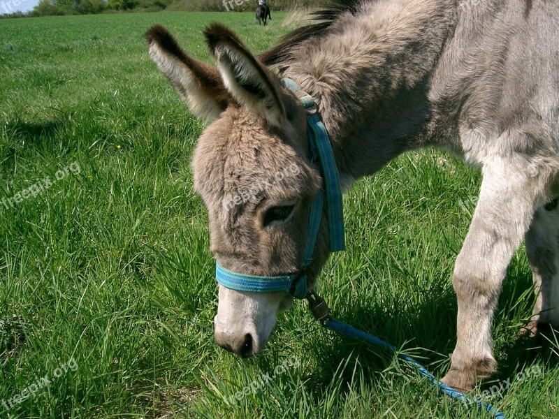 Donkey Ass Meadow Free Photos