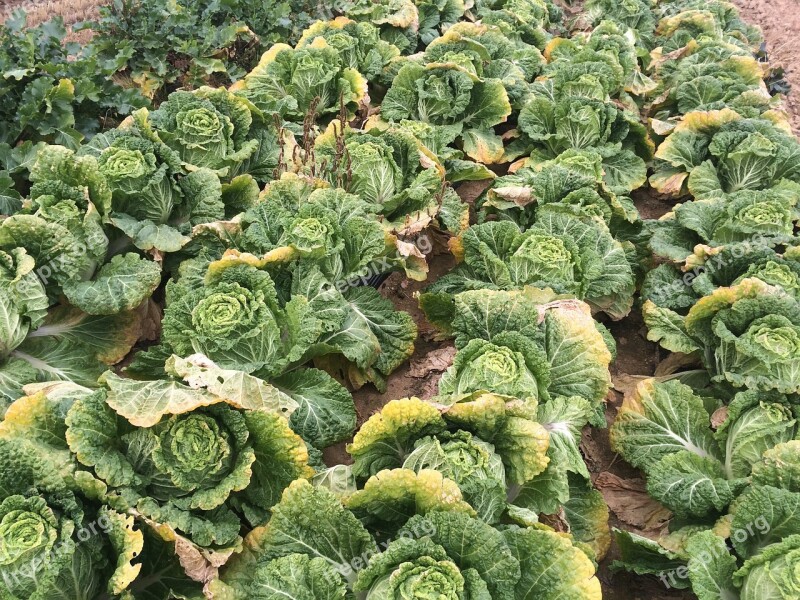 Chinese Cabbage Green Vegetables Farming Plants