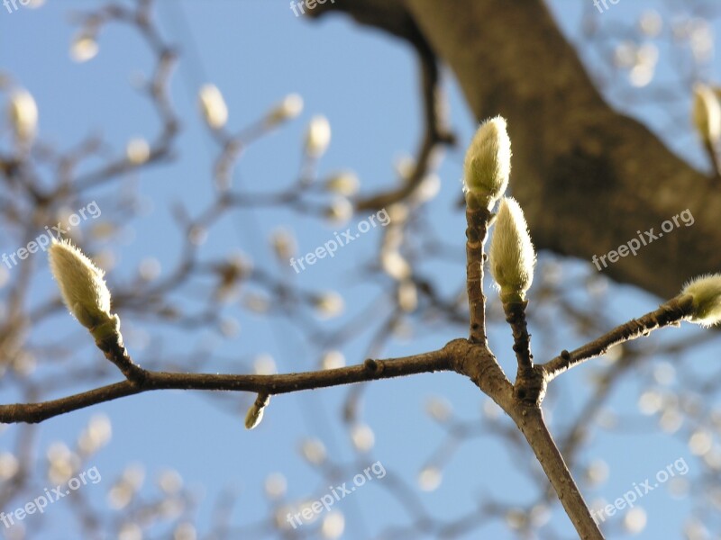 Magnolia Spring Plants Nature The Wait