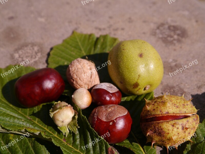 Nature Autumn Tree Fruit Free Photos