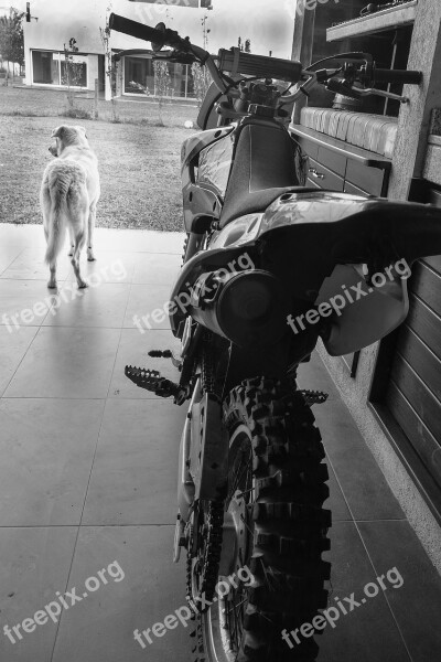 Yamaha Ttr 125 Dog Waiting Free Photos