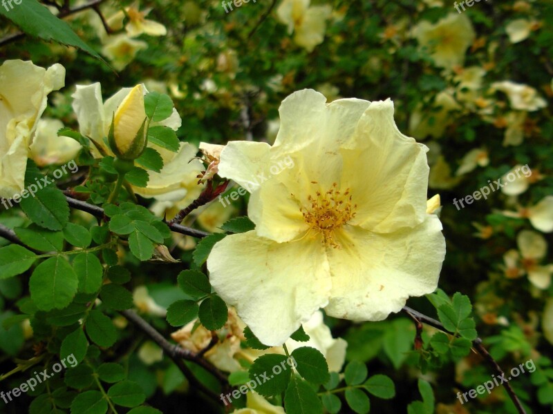 Wild Rose Yellow Plant Nature Free Photos