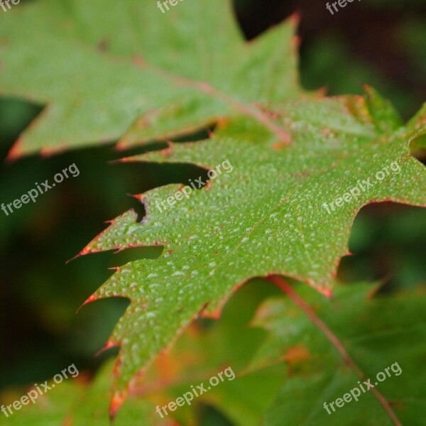 Dew Morning Forest Oak Colored