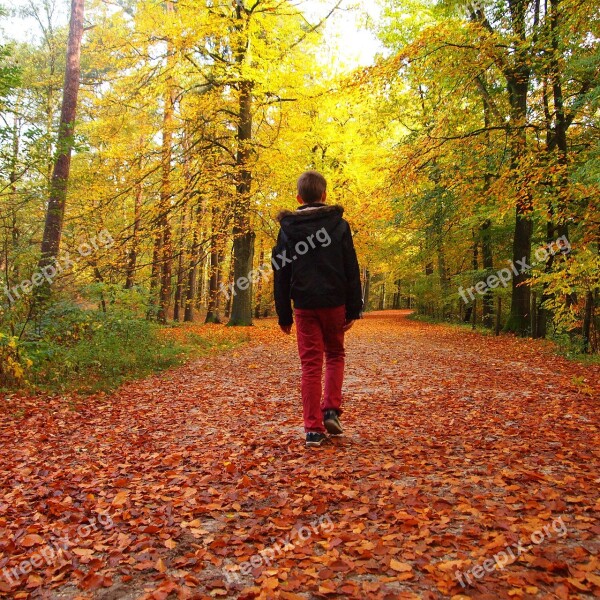 Boy Hiking Forest Autumn Avenue