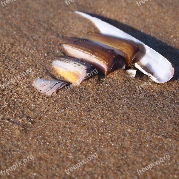 Shells Row Long Beach Sand