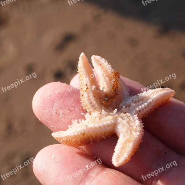 Starfish Hand Fingers Woman Sea