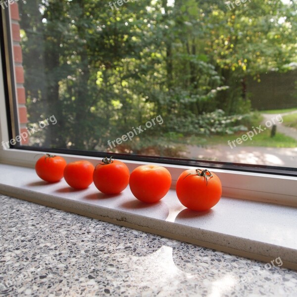 Tomatoes Window Sill Red Mature Lighting