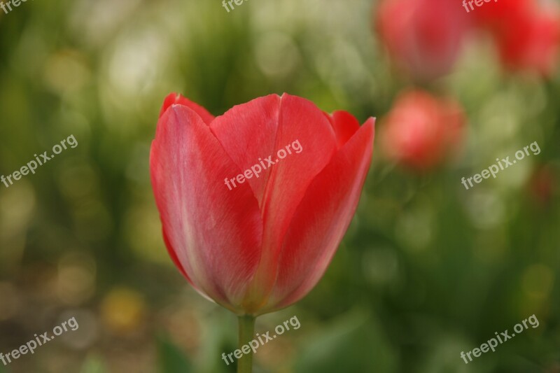 Tulip Red Open Summer Spring