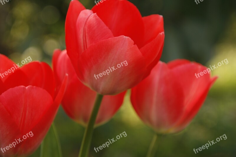 Tulip Red Open Summer Spring