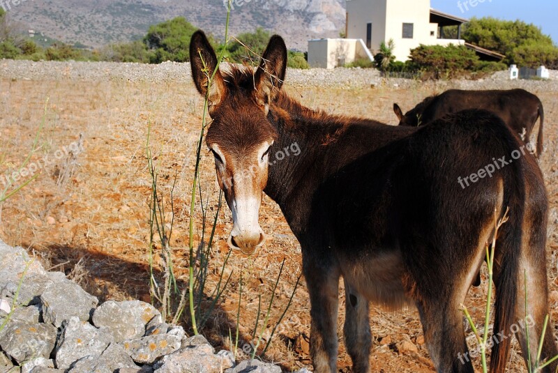 Ass Sicily Steppe Free Photos