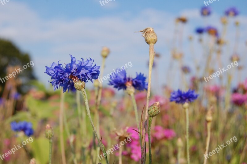 Cornflower Cornflowers Blue Summer Nature