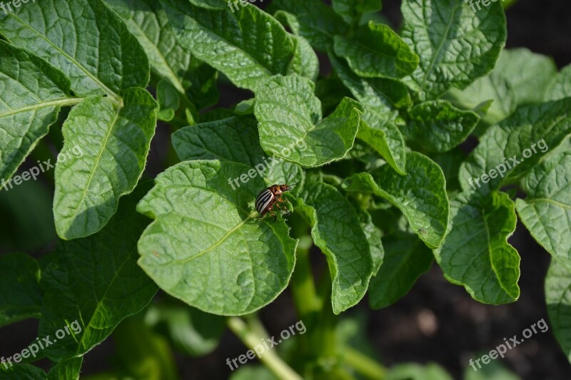 Beetle Potato Garden Summer Colorado