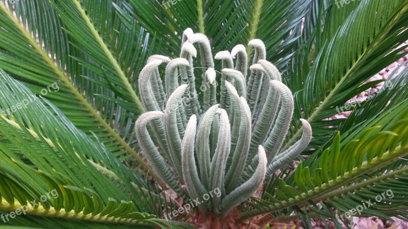 Palm Palm Tree Nature Landscape Plant