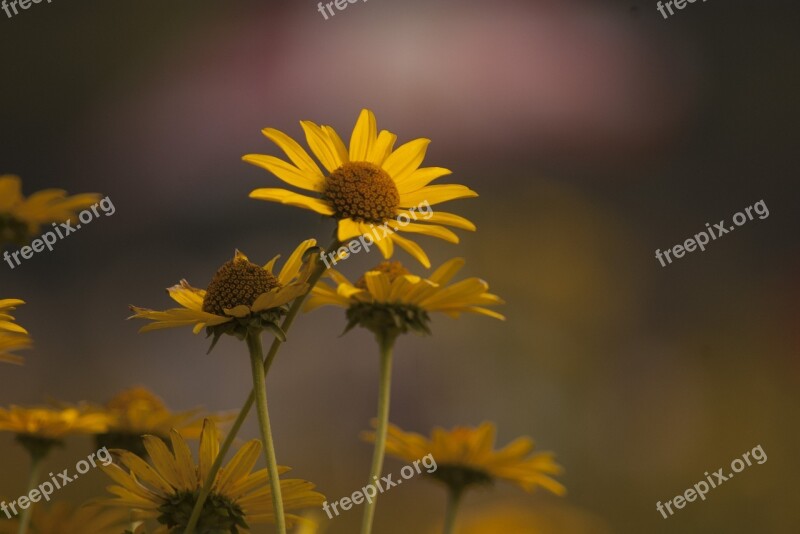 Daisy Picnic Yellow Color Free Photos