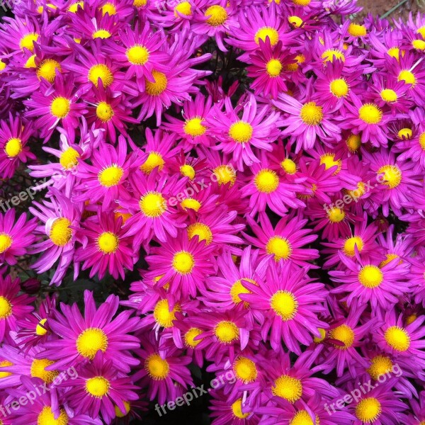 Pink Flowers Yellow Flower Chrysanthemum Free Photos