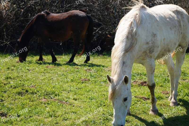 Horse Nature Brown Pen White