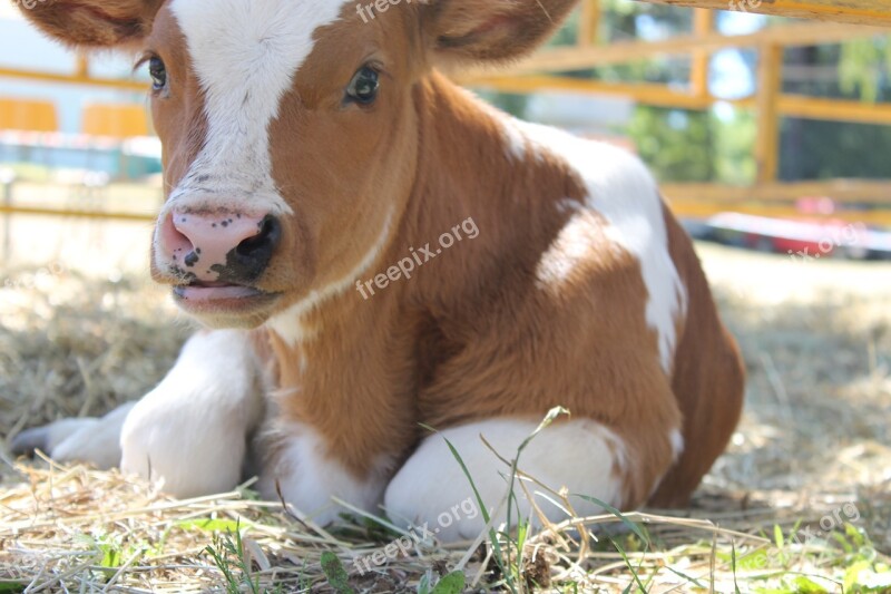 Calf Cow Nature Animal Nature Free Photos